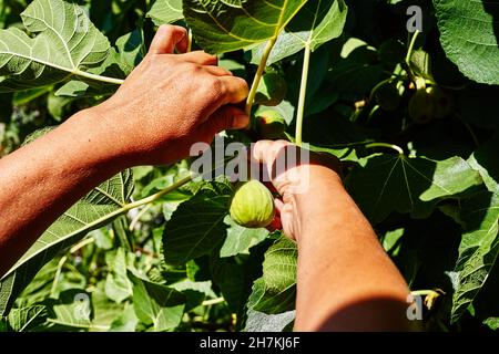 Farmers collecting figs on organic farms. Woman cutting figs. Gardening, agriculture concept Stock Photo