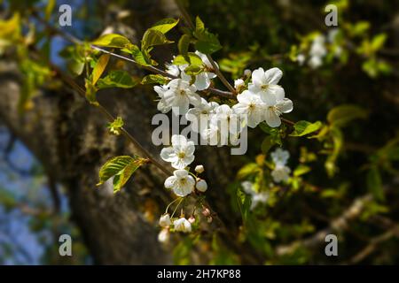 Bird cherry blossoms in the light of a spring evening, Bavaria, Germany, Europe Stock Photo