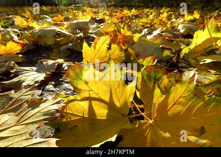 Fallen maple leaves lying on ground in autumn Stock Photo