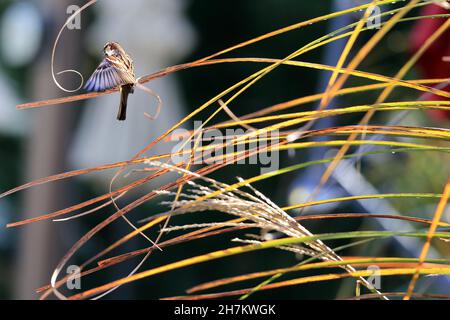 Backyard plant Long Island New York Stock Photo