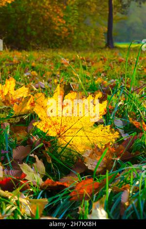 Fallen yellow maple leaf on grass in autumn Stock Photo