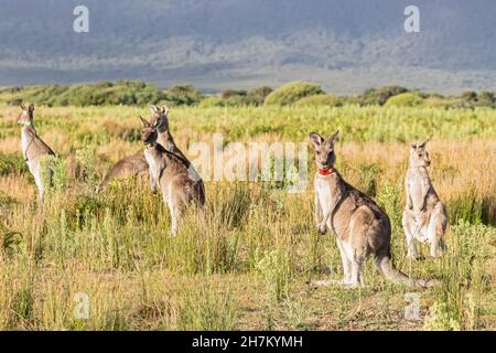Brown rabbit sitting in grass Stock Photo