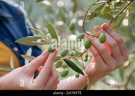 Woman picking fresh olives from tree Stock Photo