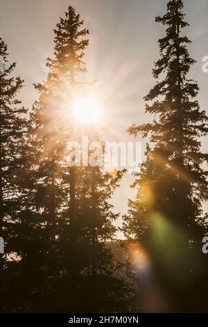 Setting sun shining through tree branches Stock Photo