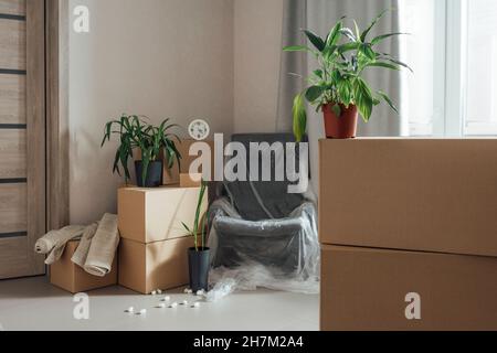 Potted plant with stack of cardboard boxes in new apartment Stock Photo