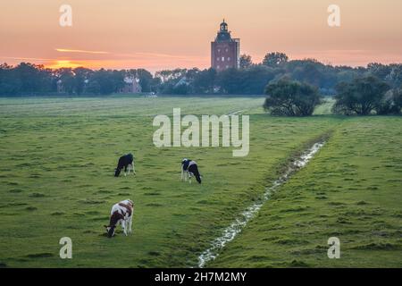 Germany, Hamburg, Cattle grazing in green pasture at dusk with Great Tower Neuwerk lighthouse in background Stock Photo