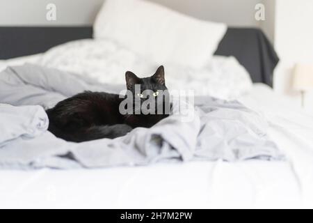 Cat sitting on bed at home Stock Photo