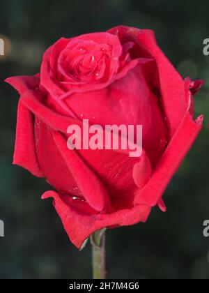 Closeup of half bloomed Red Rose with rain drops Stock Photo
