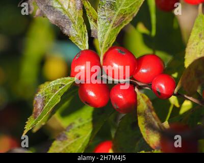 macro of winter berries in Autumn Stock Photo