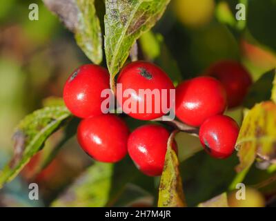 Macro of Winter Berries shallow depth of field Stock Photo