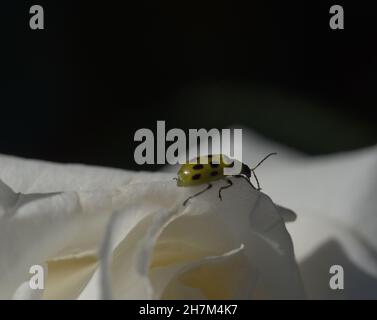 macro of spotted cucumber beetle on white rose Stock Photo