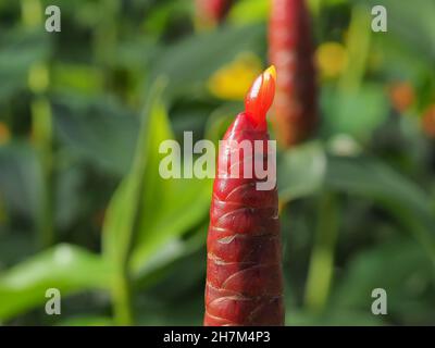 Macro of Red Button Ginger plant Stock Photo