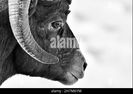 Close up portrait of a black sheep with long horns Stock Photo - Alamy