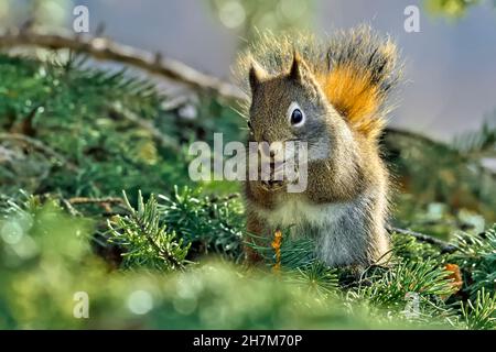 A red squirrel "Tamiasciurus hudsonicus", sitting on a spruce tree branch feeding on some spruce cones. Stock Photo
