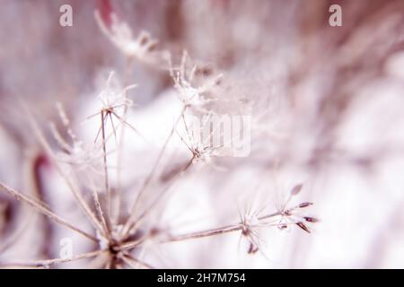 Abstract background with branches of dry meadow flowers and dandelion. Blurry background Stock Photo
