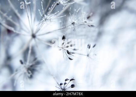 Abstract background with branches of dry meadow flowers and dandelion. Blurry background Stock Photo