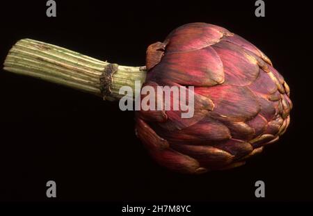 STUDIO IMAGE OF A PURPLE GLOBE ARTICHOKE (CYNARA SCOLYMUS) ON A BLACK BACKGROUND. AUSTRALIA. Stock Photo