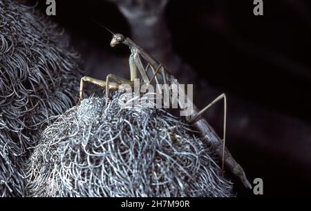 PRAYING MANTID (ARCHIMANTIS SOBRINA) ON PLANT CONE, FITZGERALD RIVER AREA, WESTERN AUSTRALIA. Stock Photo