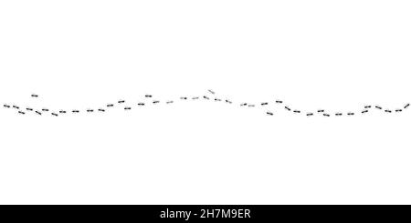 Ants marching in trail searching food. Black ants path isolated in white background. Vector illustration Stock Vector