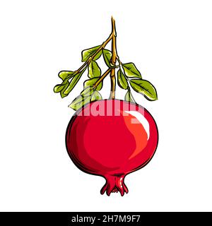 Pomegranate fruit on the plant. Colored exotic pomegranate fruit. Vector illustration isolated in white background Stock Vector