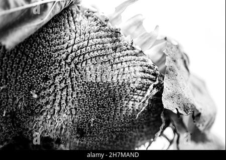 Selective focus on drooping sunflower head after petals have wilted Stock Photo