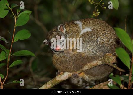 Green ringtail possum (Pseudochirops archeri) resting on a branch at night. Malanda, Atherton Tableland, Queensland, Australia Stock Photo