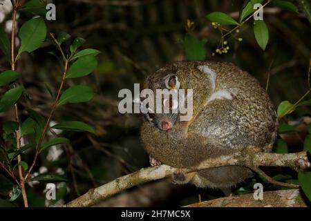 Green ringtail possum (Pseudochirops archeri) in a tree at night. Malanda, Atherton Tableland, Queensland, Australia Stock Photo