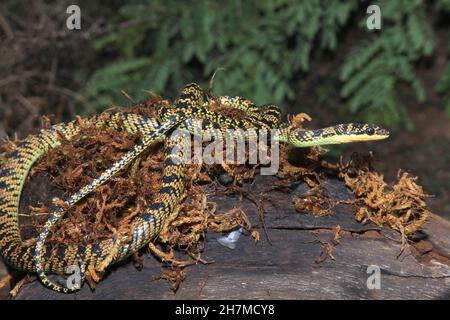 Ornate flying tree snake, Chrysopelea ornata, Karnataka India Stock Photo
