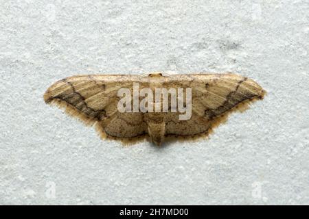 Wax moth, Galleriini species, Satara, Maharashtra, India Stock Photo