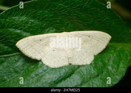 Wax moth species, Satara, Maharashtra, India Stock Photo