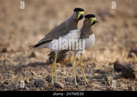 Pair of yellow-wattled lapwing, Vanellus malabaricus, Satara, Maharashtra, India Stock Photo