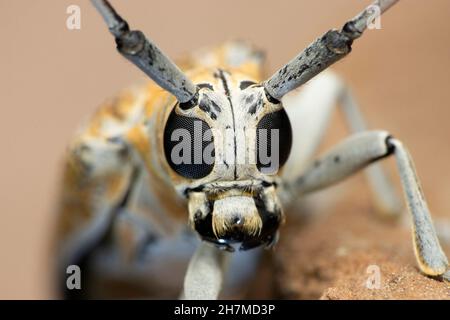 Closeup of horn beetle, Satara, Maharashtra, India