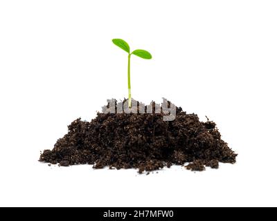 Small sprout with green leaves in black ground isolated on white Stock Photo