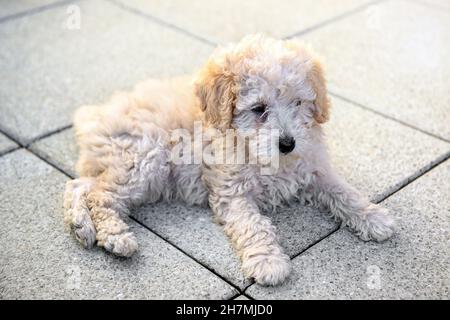 Cute little curly haired blond poodle puppy lying on paving staring quietly ahead with a sleepy expression in a high angle view Stock Photo