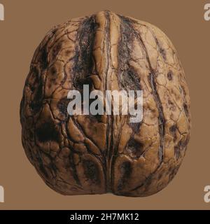 Close up French walnut in brown shell Stock Photo