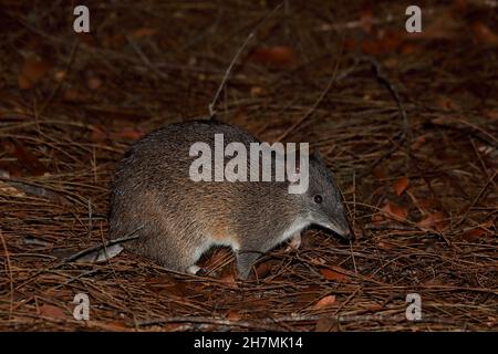 Quenda (Isoodon obesulus fusciventer), subspecies of Southern brown bandicoot endemic to southwest Western Australia, at night. Males measure about 50 Stock Photo
