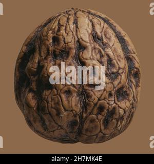 Close up brown French walnut in shell Stock Photo