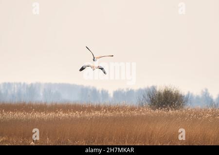 Two abstract geese flying in a soft golden, light sky. Birds above a reed bed. Animal themes, background, copy-space. Stock Photo