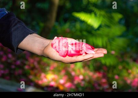 A man on outstretched hand holds fallen camellia petals Stock Photo