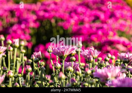 Pink flowers of cultivated chrysanthemum closeup with dew drops on the petals. Selective focus Stock Photo