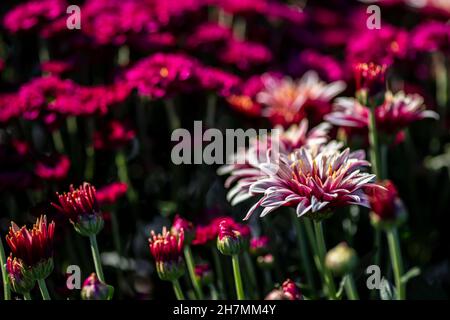 Pink flowers of cultivated chrysanthemum closeup with dew drops on the petals. Selective focus Stock Photo