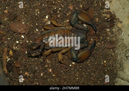 Closeup on the South African flat rock sorpion, Hadogenes troglo Stock Photo