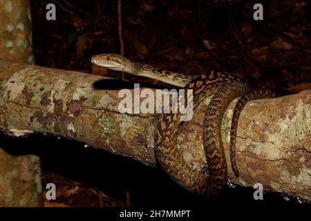 Amethystine python (Morelia amethistina) coiled around the branch of a tree at night. Lake Eacham, Crater Lakes National Park, Queensland, Australia Stock Photo