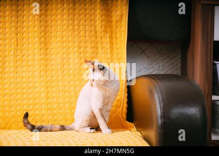 White Devon Rex Kitten Kitty Sitting At Home Sofa Chair. Short-haired Cat Of English Breed On Yellow Plaid Background. Shorthair Pet Cat. Stock Photo