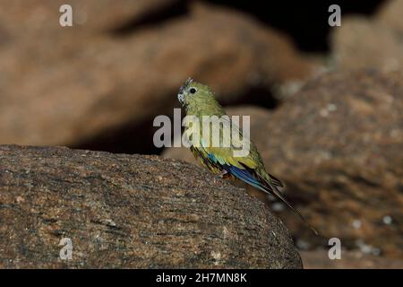 Rock parrot (Neophema petrophila) basking after bathing. It breeds on southern Western Australian offshore islands and visits the mainland to feed and Stock Photo