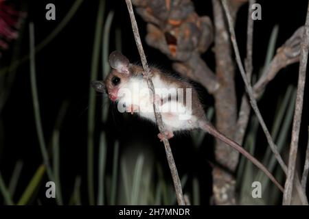 Western pygmy possum (Cercartetus concinnus) female on a slender stem. Dryandra Woodland, Wheatbelt region, Western Australia, Australia Stock Photo