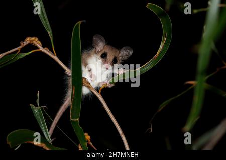 Western pygmy possum (Cercartetus concinnus) female feeding in a Jam tree (Acacia acuminata) at night. It is about 5 to 7 cm long. Dryandra Woodland, Stock Photo
