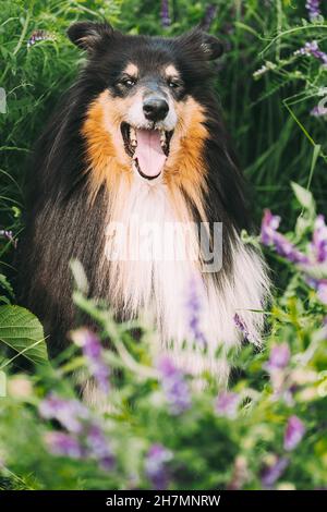 Tricolor Rough Collie, Funny Scottish Collie, Long-haired Collie, English Collie, Lassie Dog Sitting In Green Summer Meadow Grass With Purple Blooming Stock Photo