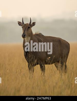 an adult Blue bull largest antelope in India also called Nilgai ...