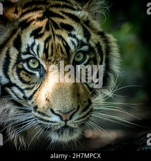 beautiful portrait of a young tiger Stock Photo
